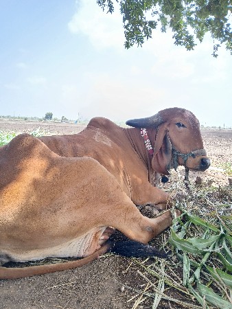 ઞિર ઞાય