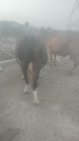 2 jarsi gayu vechavani se