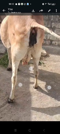 gay pachr desi soji javb dari vari