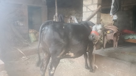 ગાયદેવાનીસે