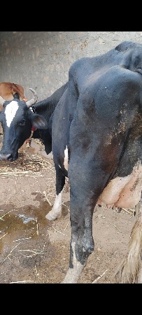ગાય