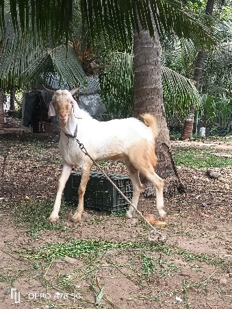 વાઈટ બકરો વેચવાનો છે