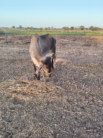 બળદ વેચવાના છે
