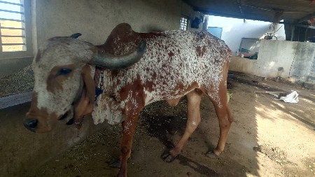 ગાય વેચવા ની છે