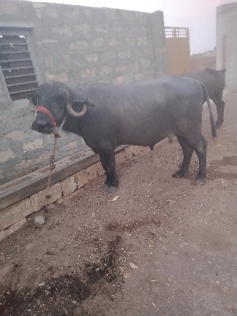 કાના.