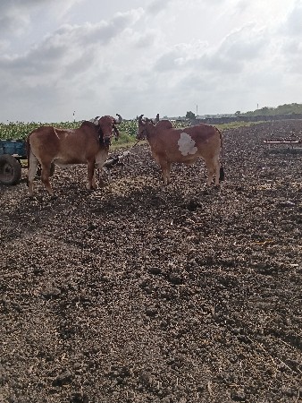 બરધ વેશવા ના છે