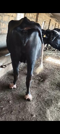 પેલા વેતર ની ખણેલી વેચવાની છે