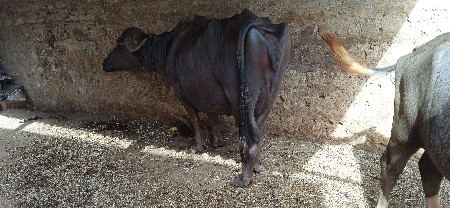 આ ભેંસ વેચવાની છે