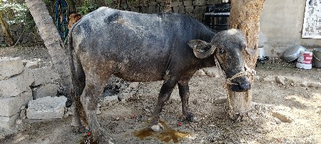 khadeli vechvani chhe