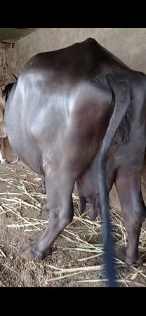 મોટી ભેંસ વેચવાની છે