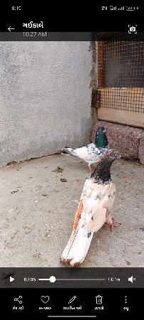 જોડી ફોર સેલ લોકેશન ધોરાજી પાસે