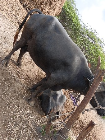 આ ભેંસ વેચવાની છે