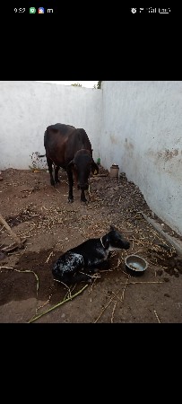 ગા વેચવાની છે ત્રીજું વેતર