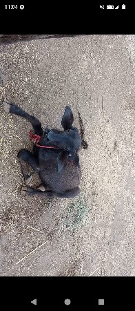ભેસ વેસવાની છે