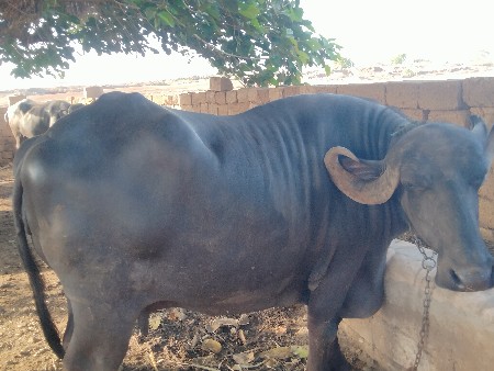 ભેંસ વેચવાની છે