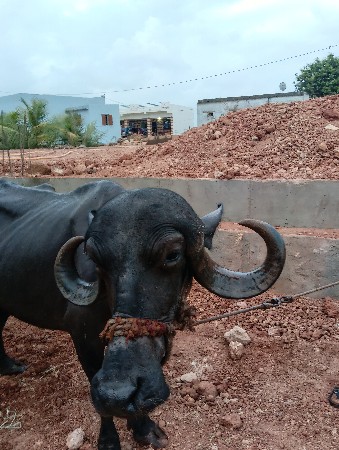 ભેંસ વેચ વા ની છે