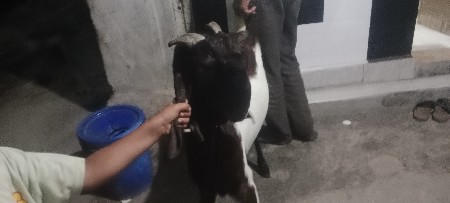 bakri