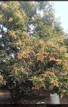 જમીન લેવા માટે