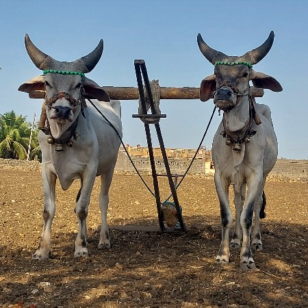 આ ગૉધલા દેવાના છે
બે દાતે સાલુ