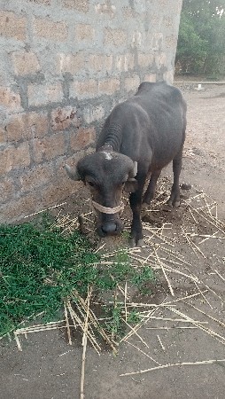 kadelu vechhvanu che
