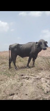 ભેંસ ખડેલી બે વેચવાના છે