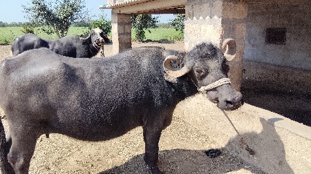 ભેશવેશવાનીછે