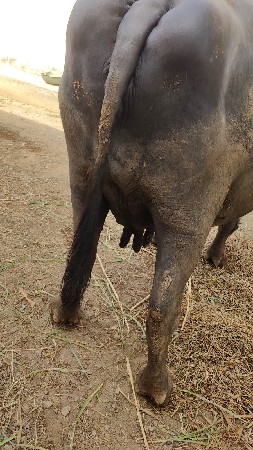 હૂ દલલ છૂ
