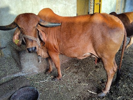 ગીર ગાય વેચવાની છે