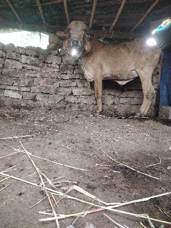 gir vasdi devani se
