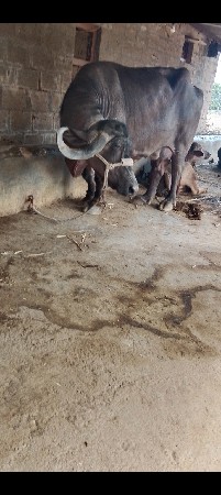 ભેંસ વેચવાની છે