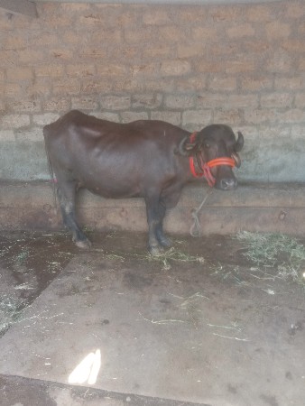 ખડાય