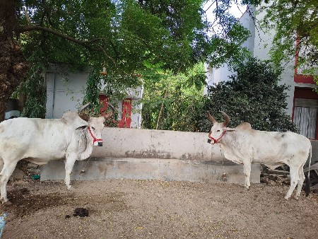બળદ વેચવા ના છે