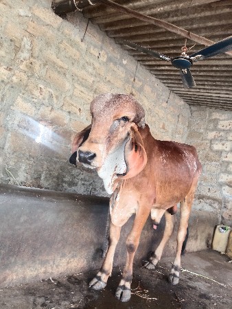 ગીર નંદી વેચવાનો છે