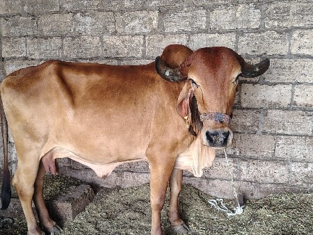 ગાય વેચવાની છે