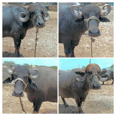 આ 4 ભેંસુ વેચવાની છે જાફરાબાદ બેસું