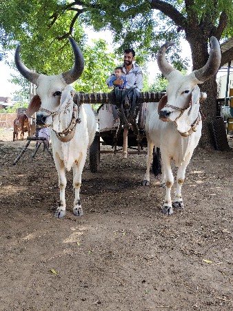 બળદ