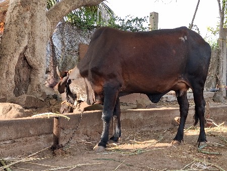 ગાય વેચવાની છે.