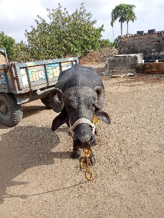 ભેંસ વેચવાની છે