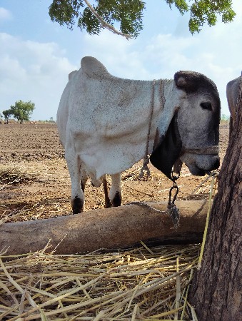 વછડો