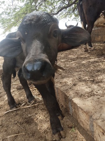 પડો