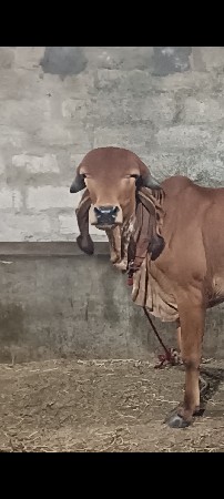 vechhavani se