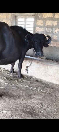 2 પેલા વેતર ના ખણેલા વેચવાના છે