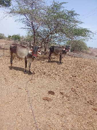 ઘોધલાવેચવાનાછે