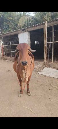 ગાઈ વેચવાની છે