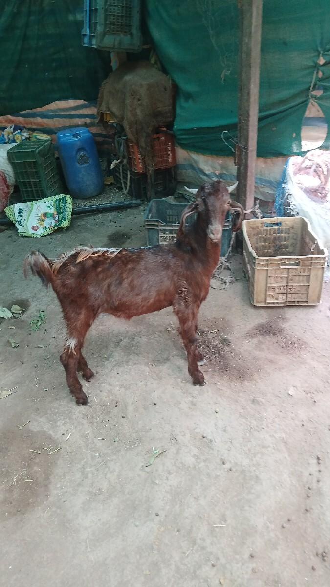 બોકડો વેચવાનો છે