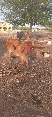 વેચવાની.છે