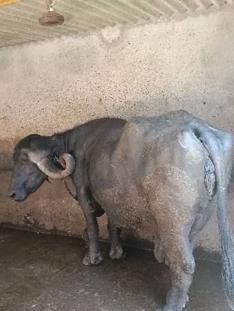 ભેશુ લેવાની છે