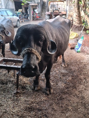 ખળેલી વેચવાની છે.