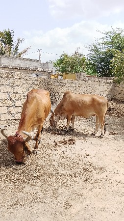 ટોટલ જવાબ દારી