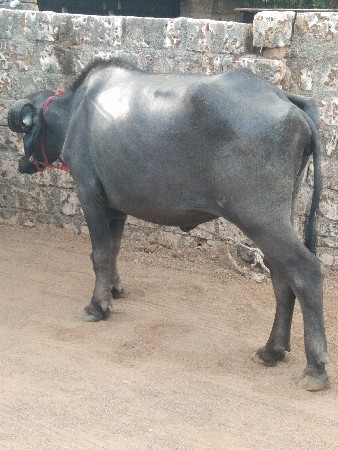 વેચાવ ચાર વર્ષનો ઊંચાઈ લંબાઈ પૂરી
